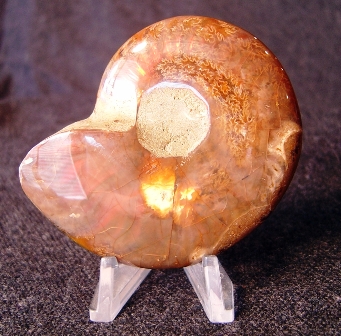 Opalescent Ammonites